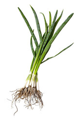 Poster - spring onions isolated on transparent background, side view