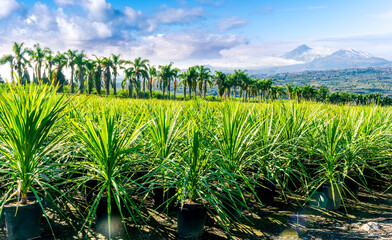 Wall Mural - green ananas plantation open air with green field with leaves and plants in pots on foreground and palm trees with beautiful blue cloudy sky above mountains on background