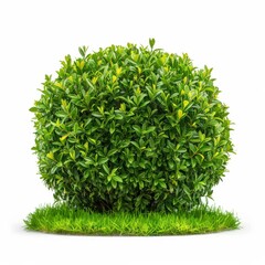 Wall Mural - A Lush Green Bush With Rounded Shape and Surrounding Grass Isolated on White Background