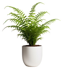 Wall Mural - PNG Fern plant pot, houseplant.