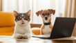 © BetterPhoto - A cute cat and dog, both wearing glasses, sitting in front of a laptop, appearing as if they are working together. Ideal for humor, pets, and work-from-home concepts.