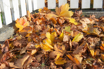 Wall Mural - closeup on pile of autumnal golden foliage falled on the ground  against a white wooden fence of a garden
