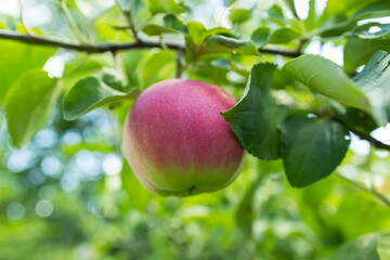 red green apples on a tree in the garden