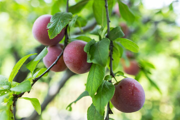 Wall Mural - Raw red plum mirabelle fruit growing on tree.