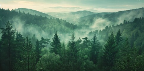 Wall Mural - A lush green forest with a foggy atmosphere