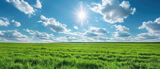 Wall Mural - A field of grass with a bright sun shining down on it