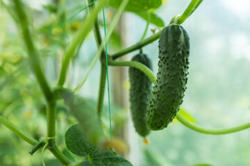 Wall Mural - Growing and blooming young cucumbers on a branch in a greenhouse.