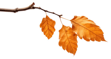 Poster - PNG Autumn leaves on branch