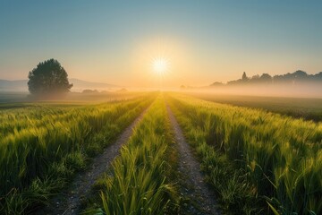 Poster - Rural landscape with fields of wheat at dawn