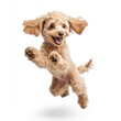 © Mark - A fluffy brown poodle dog runs on a white background.