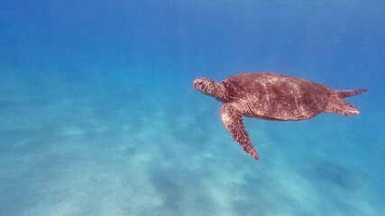 Wall Mural - Green sea turtle above coral reef in tropical ocean. Close up of turtle slowly swimming