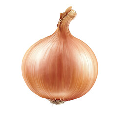 Poster - a onion isolated on transparent background, side view