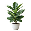 © Link Parker - Ficus Lyrata or Fiddle leaf fig grown in a white pot, modern indoor plant isolated on a transparent background.