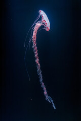 Poster - underwater photos of purple striped jelly chrysaora colorata