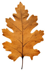 Poster - PNG  Real Pressed a oak leaf textured plant paper.