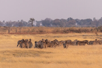 Wall Mural - Telephoto shot of a large herd of Burchell's Plains zebras, Equus quagga burchelli, running on the dry lands of the Okavango Delta, Botswana.