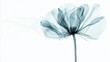 © Ray - Beautiful single-flower X-ray, minimalist, white background, monochrome, blue shades, soft edges, blurred detail.
