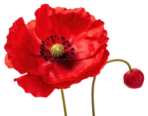 Poster - PNG Poppy flower blossom plant rose.