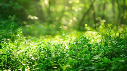 Wall Mural - Sunlight Through Green Forest Undergrowth