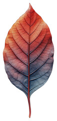 Canvas Print - PNG Photography of a leaf plant red fragility.