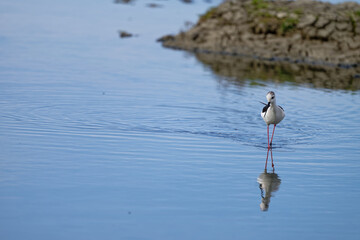 Sticker - Échasse blanche - Himantopus himantopus - oiseaux échassiers - limicoles - Recurvirostridae
