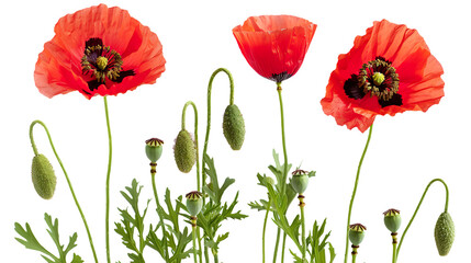 poppy flowers with buds isolated on transparent background, PNG