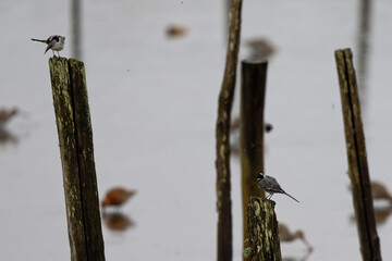 Sticker - Bergeronnette grise- Motacilla alba - Hoche queue gris - passereaux - motacillidés 