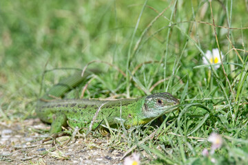 Lézard vert - Lacerta bilineata - sauriens -Lacertidae occidental - Lézard à deux bandes - Lézard à deux raies
