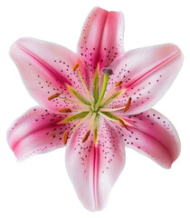 Wall Mural - PNG Pink lily flower closeup