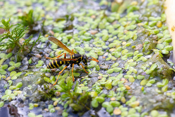 Wall Mural - Wasp standing on a pond covered with duckweed in a sunny day