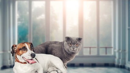 Poster - Cute smart cat and dog TOGETHER INSIDE THE HOUSE