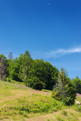 Wall Mural - forested hills and grassy meadows in mountains. countryside landscape on a sunny summer day. trail path through slope