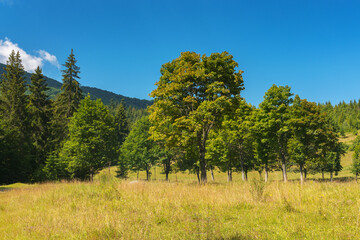 Poster - forested hills and grassy meadows in mountains. countryside landscape on a sunny summer day. grassy pasture among woods