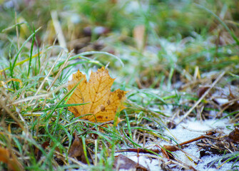 Wall Mural - Yellow maple leaf on the ground in autumn sunlight