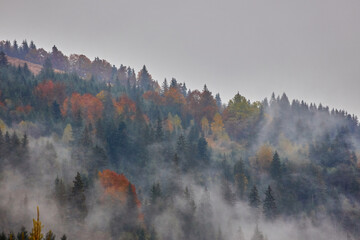 Wall Mural - Colorful autumn morning in the Carpathian mountains. Ukraine.