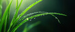 © Wonderful Studio - Close-up shot of fresh green grass blades covered with dew drops, illuminated by soft light creating a serene and natural atmosphere.