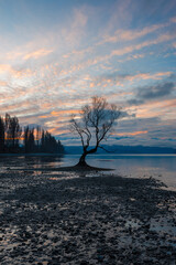 Wall Mural - Beautiful sunset view of Lake Wanaka tree, New Zealand.