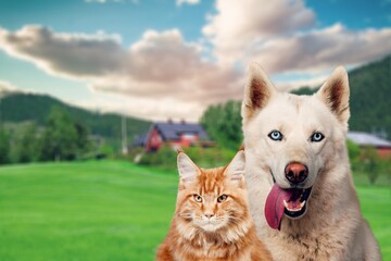 Canvas Print - Cute cat and smart dog play together outdoor