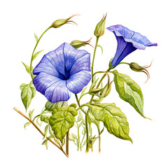 Wall Mural - This vibrant botanical illustration showcases delicate morning glory flowers isolated on transparency PNG background, in full bloom against a dark background, ideal for use in floral-themed designs