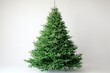 © Kanjana - Undecorated Green Christmas Trees Ready for Holiday Decorations