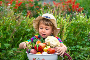 Wall Mural - Child with vegetables in the garden. Selective focus.