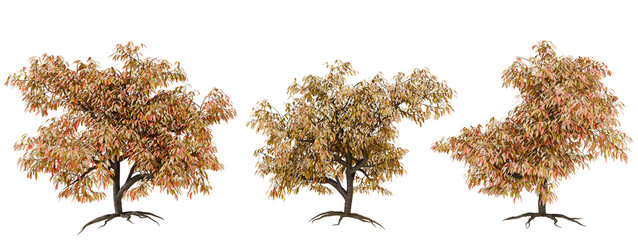 Wall Mural - Three Autumn Trees on transparent background