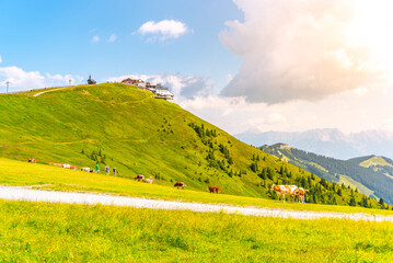 In the Austrian Alps, cows graze peacefully on the lush green slopes of Schmittenhohe during a sunny summer day. Visitors can be seen enjoying the tranquil landscape.