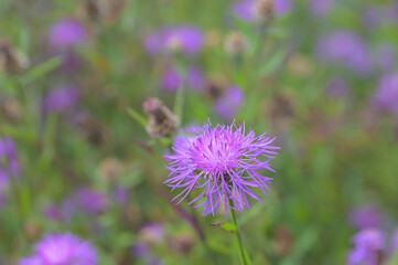 Wall Mural - Beautiful close-up of centaurea jacea