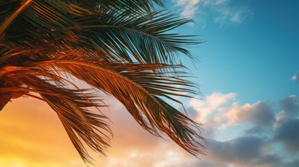 Wall Mural - Leaves of a coconut tree move gracefully in the wind 