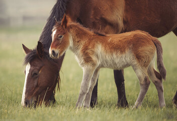 Wall Mural - Foal with a mare grazing in the meadow.