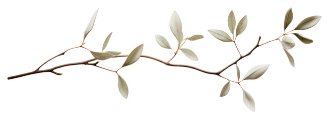 png plant leaf tree freshness.