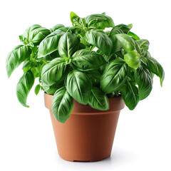 Poster - basil in the pot isolated on transparent background