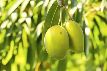 Wall Mural - bunch of mangos on the tree