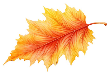 Wall Mural - PNG  Fall leaf plant tree fragility.